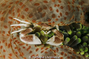 Porcelain crab in the anemone by Raffaele Livornese 